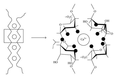 egg box structure in calcium